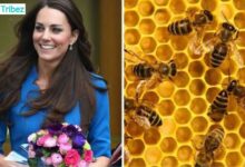 Kate Middleton Beekeeping Hobby