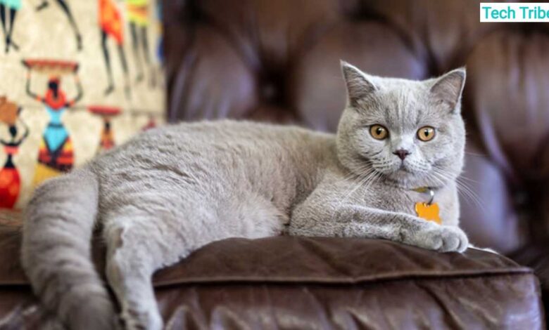 British Shorthair