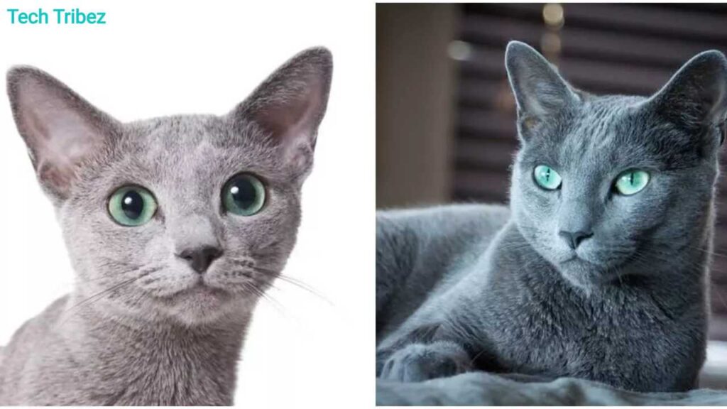 Russian Blue