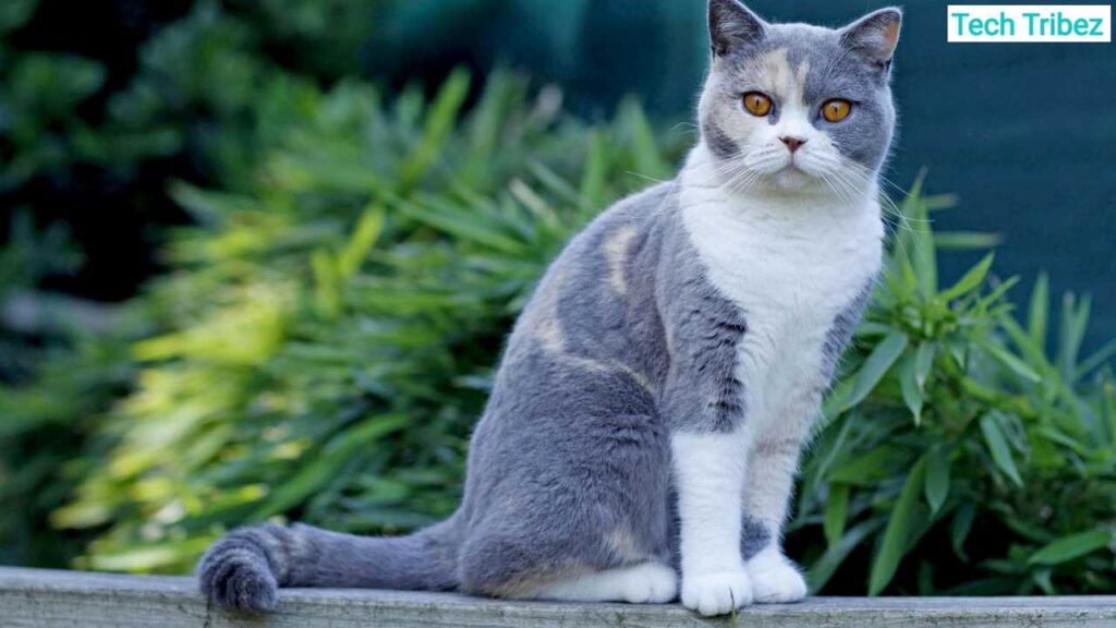 british shorthair