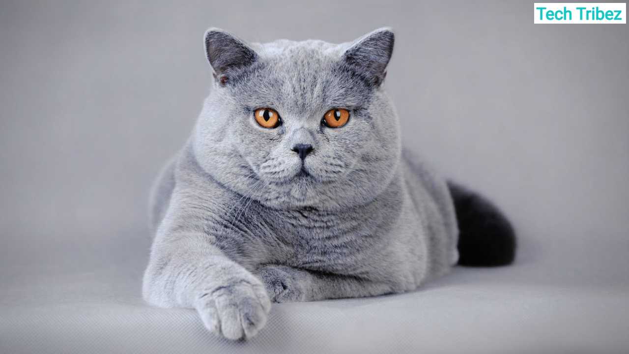 british shorthair