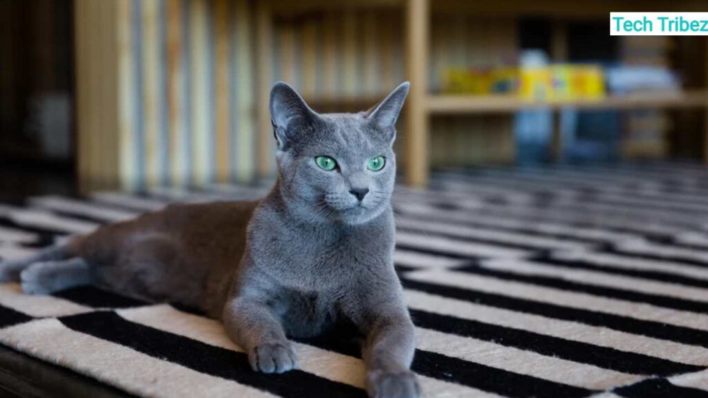 russian blue