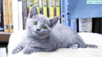 russian blue