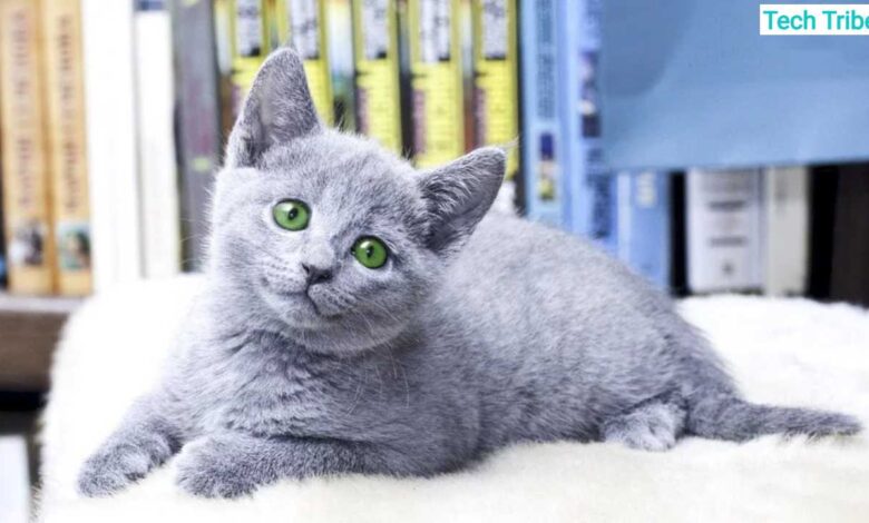 russian blue